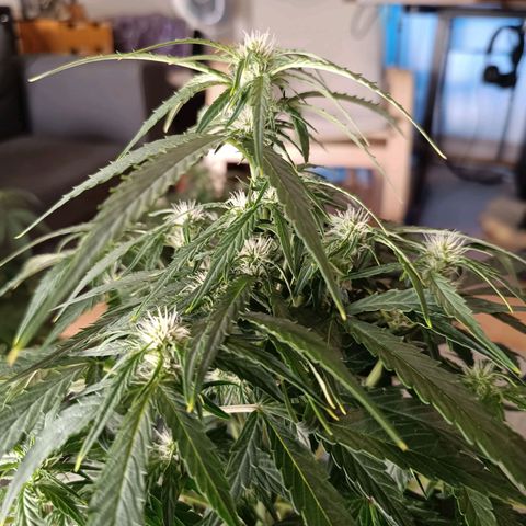 F1 Hybrid Titan 2 growlog timeline photo