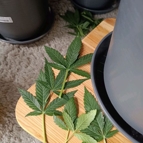 F1 Hybrid Titan 2 growlog timeline photo