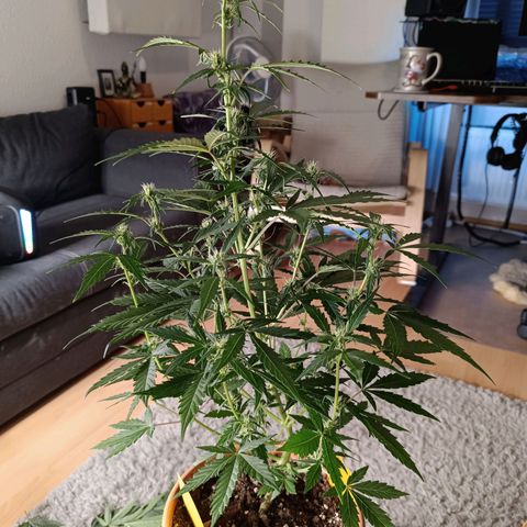 Do Si Dos 1 growlog timeline photo