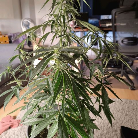 Do Si Dos 2 growlog timeline photo