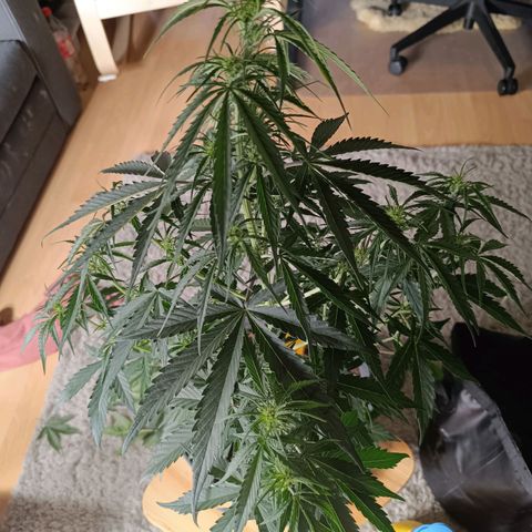 Do Si Dos 2 growlog timeline photo