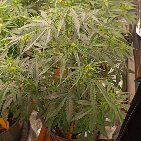 Do Si Dos 2 growlog timeline photo