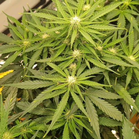 F1 Hybrid Titan 1 growlog timeline photo