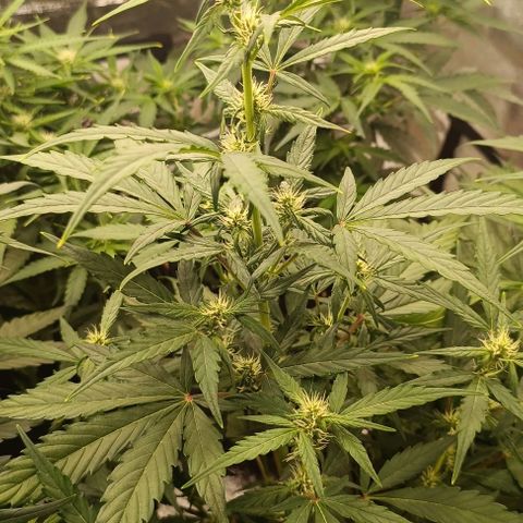 Do Si Dos 1 growlog timeline photo