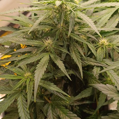 F1 Hybrid Milky Way growlog timeline photo