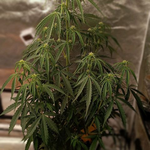 Do Si Dos 2 growlog photo: 2l Hesimix