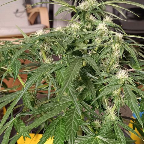F1 Hybrid Titan 2 growlog timeline photo
