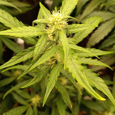 Do Si Dos 1 growlog timeline photo