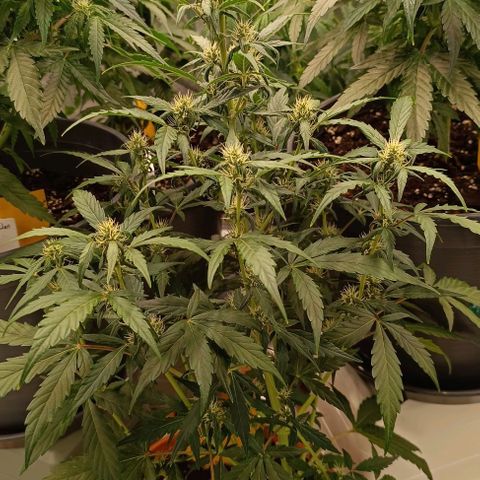 Do Si Dos 1 growlog timeline photo