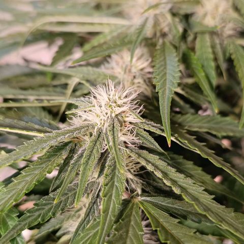 F1 Hybrid Titan 1 growlog timeline photo