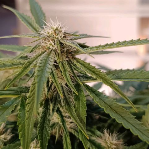 F1 Hybrid Titan 1 growlog timeline photo