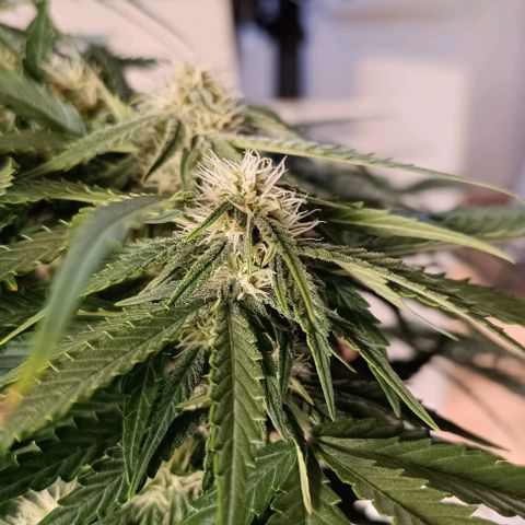 F1 Hybrid Titan 1 growlog timeline photo