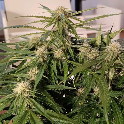 F1 Hybrid Titan 1 growlog timeline photo