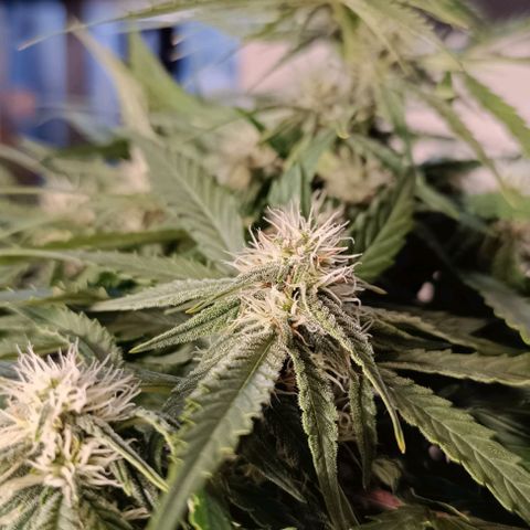 F1 Hybrid Titan 1 growlog timeline photo