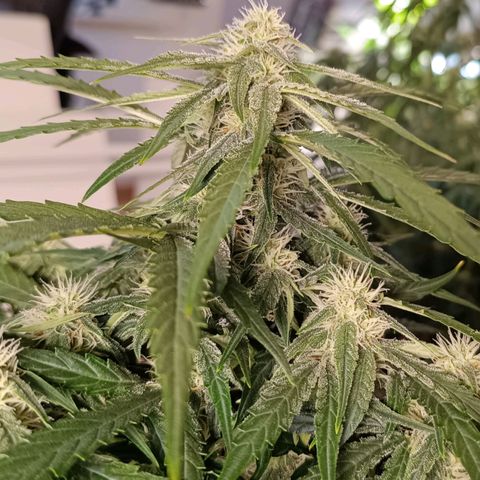F1 Hybrid Titan 2 growlog timeline photo