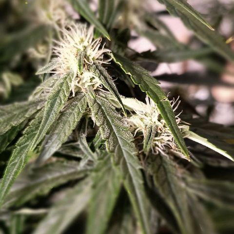 F1 Hybrid Titan 2 growlog timeline photo