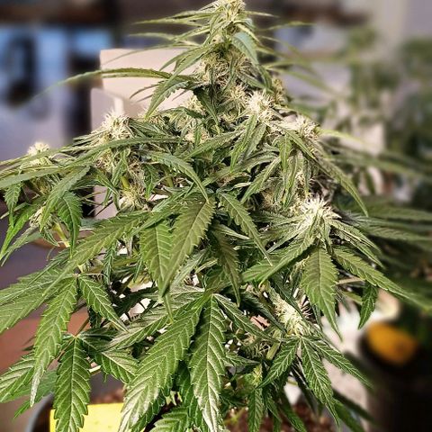 F1 Hybrid Titan 2 growlog timeline photo