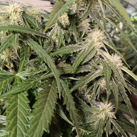 F1 Hybrid Titan 2 growlog timeline photo