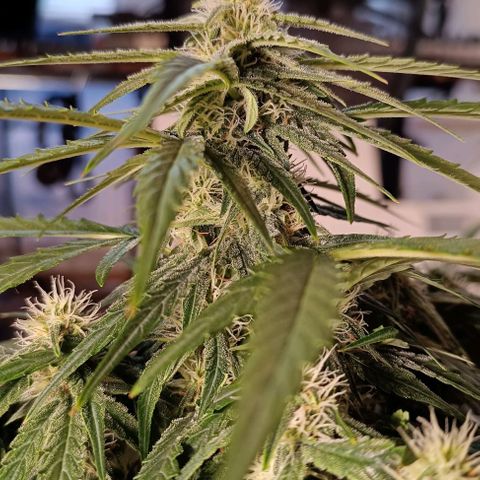 F1 Hybrid Titan 2 growlog timeline photo