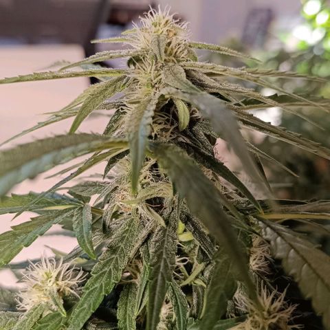 F1 Hybrid Titan 2 growlog timeline photo