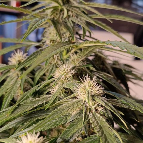 F1 Hybrid Titan 2 growlog timeline photo