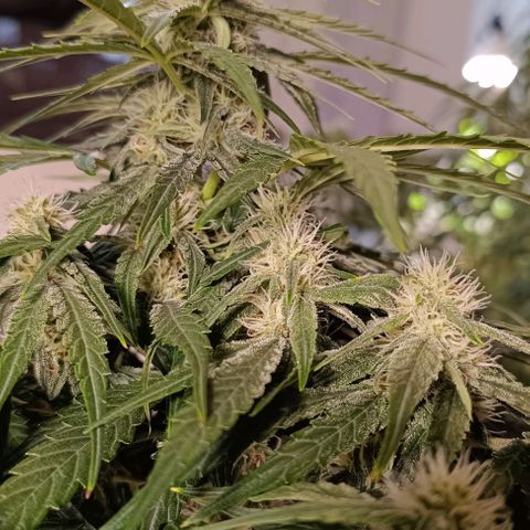 F1 Hybrid Titan 2 growlog timeline photo