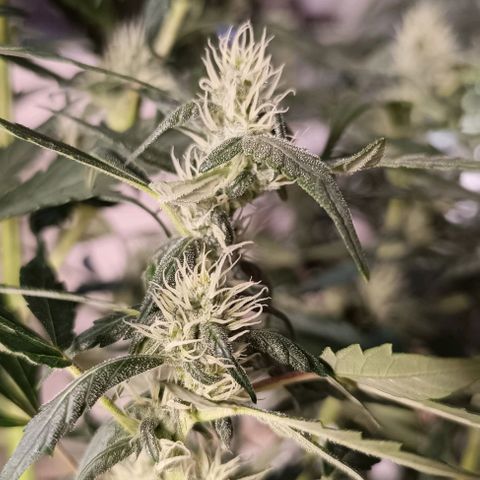 Do Si Dos 1 growlog timeline photo