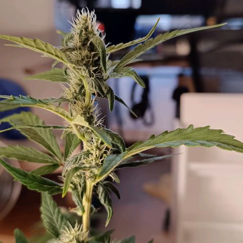 Do Si Dos 1 growlog timeline photo