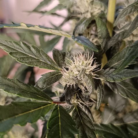 Do Si Dos 1 growlog timeline photo