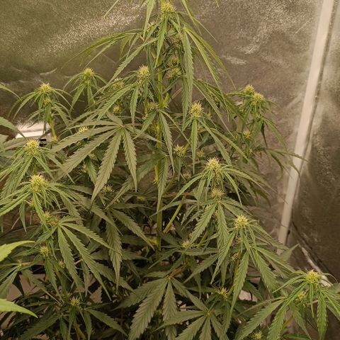 Do Si Dos 2 growlog timeline photo