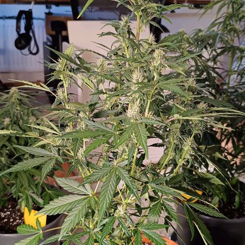 Do Si Dos 1 growlog timeline photo