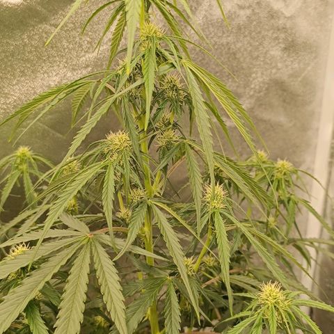 Do Si Dos 2 growlog timeline photo