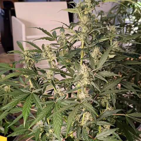 Do Si Dos 1 growlog timeline photo