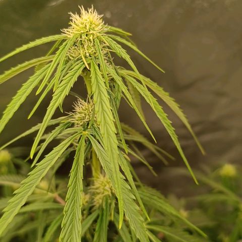 Do Si Dos 2 growlog timeline photo