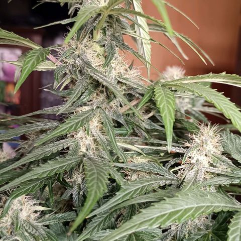 F1 Hybrid Milky Way growlog timeline photo