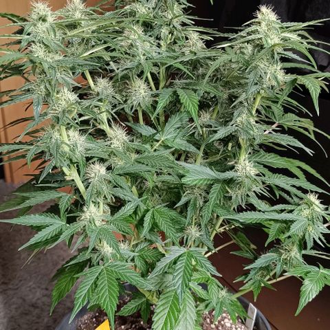 F1 Hybrid Milky Way growlog timeline photo