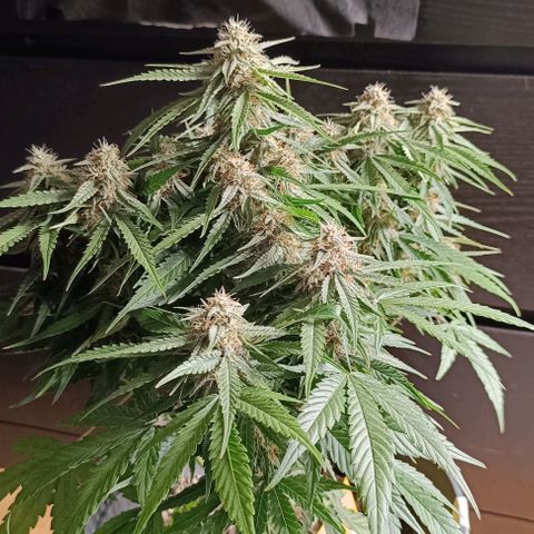 F1 Hybrid Titan 1 growlog timeline photo