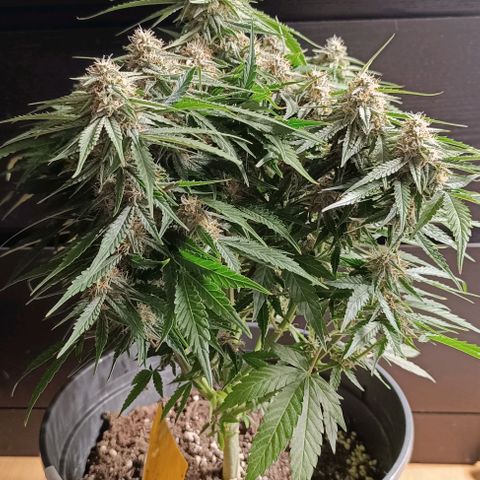 F1 Hybrid Titan 1 growlog timeline photo