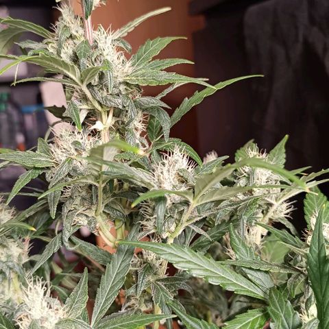 Do Si Dos 1 growlog timeline photo
