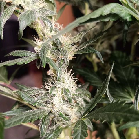 Do Si Dos 1 growlog timeline photo
