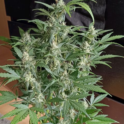 Do Si Dos 1 growlog timeline photo