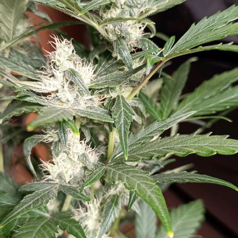 Do Si Dos 1 growlog timeline photo