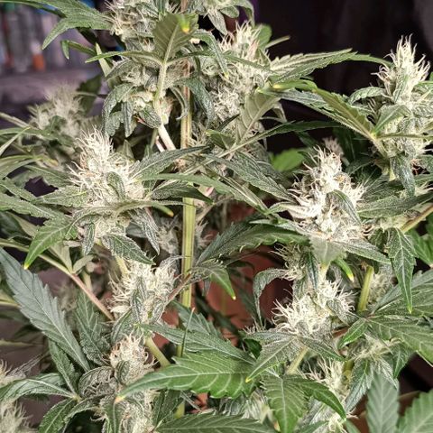 Do Si Dos 1 growlog timeline photo