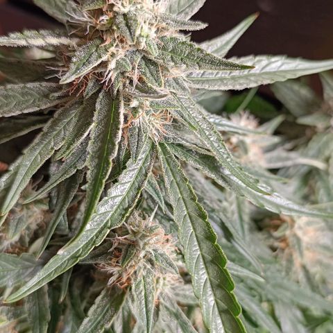 F1 Hybrid Titan 2 growlog timeline photo