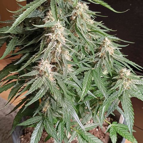 F1 Hybrid Titan 2 growlog timeline photo