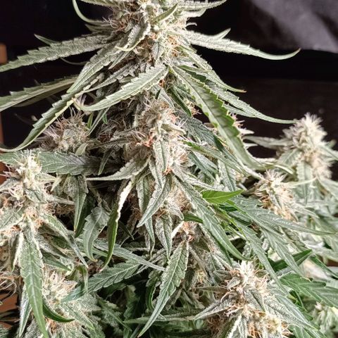 F1 Hybrid Titan 2 growlog timeline photo