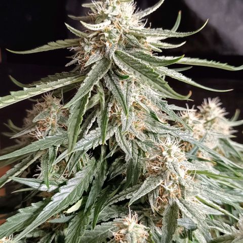 F1 Hybrid Titan 2 growlog timeline photo
