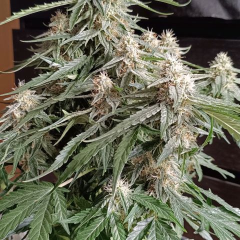 F1 Hybrid Titan 2 growlog timeline photo