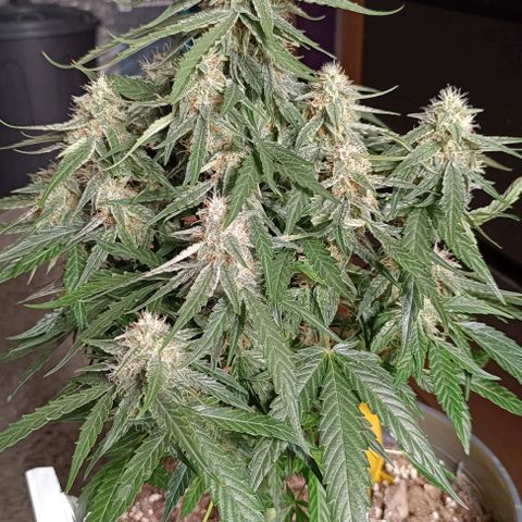 F1 Hybrid Titan 2 growlog timeline photo