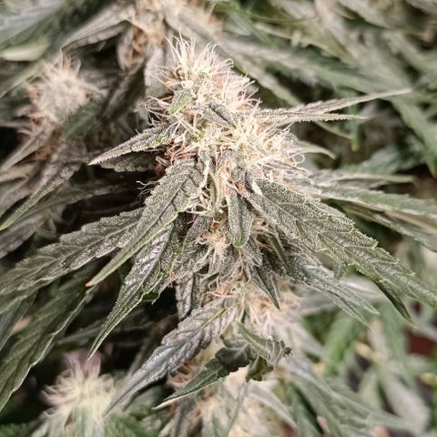 F1 Hybrid Titan 2 growlog timeline photo